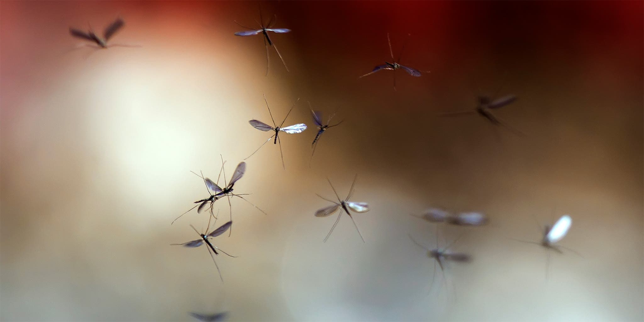 stop mosquitoes multiplying for effective mosquito control in Houston