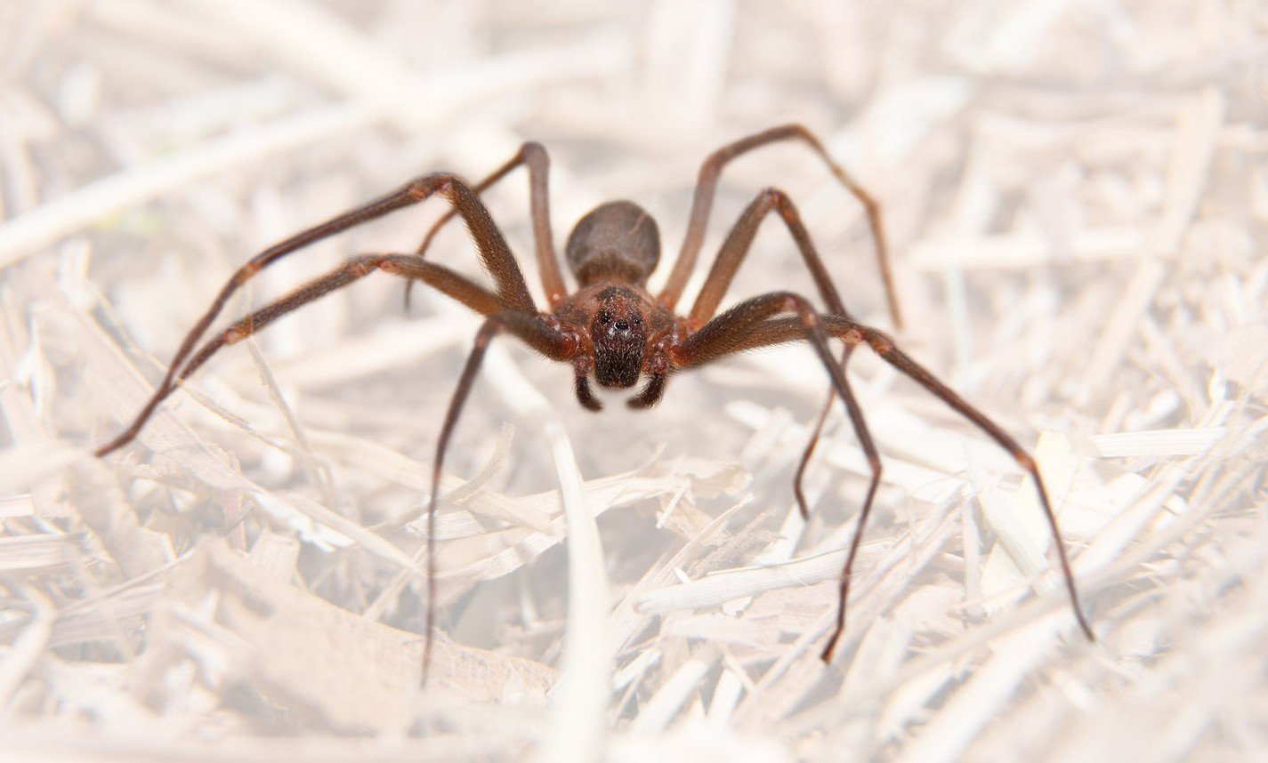 Brown Recluse Spiders