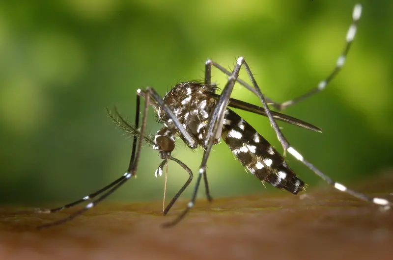 mosquito control challenges in Houston