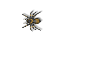 professional spider control services in Houston-area homes