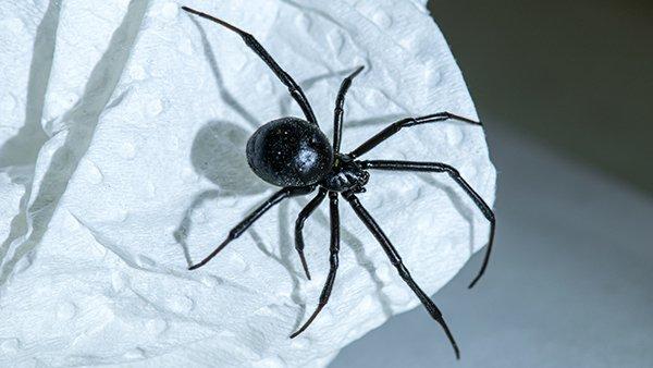 Black widow spider on paper representing spider control services in Houston