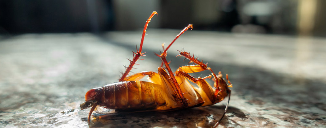 cockroach-background