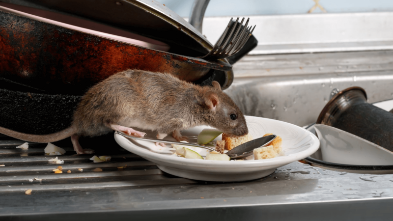 rodent on plates