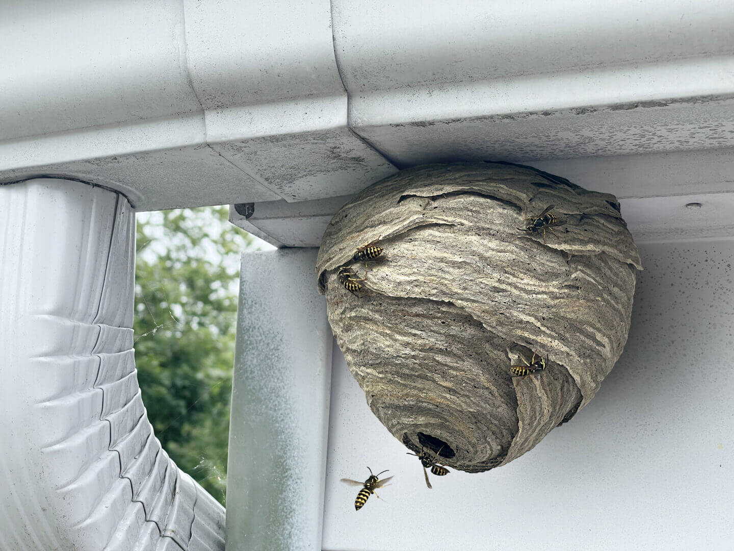 stinging insects such as wasps and bees around a Houston home