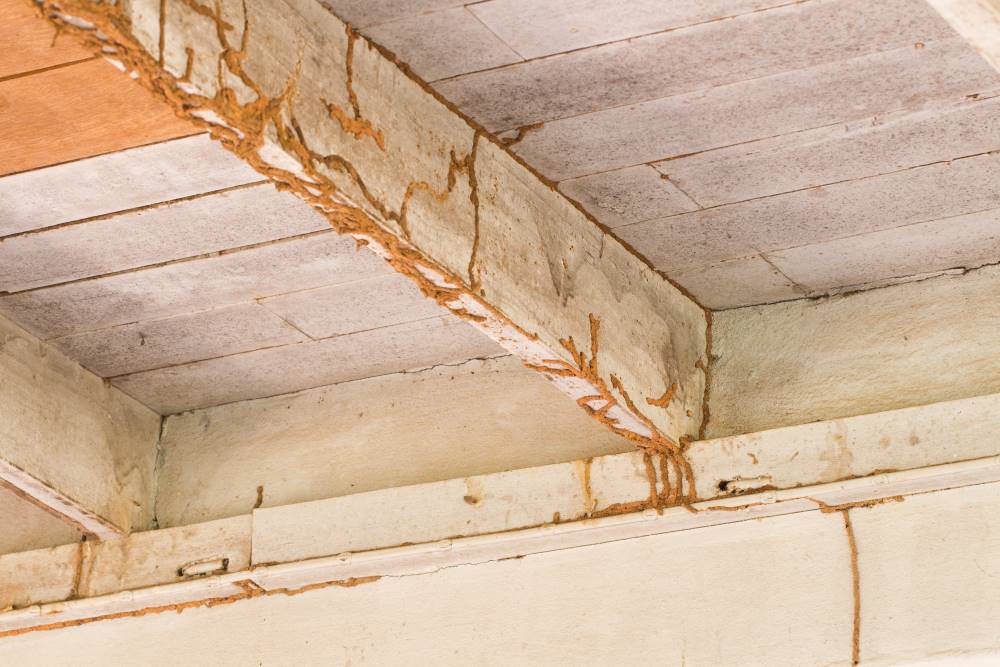 termite-droppings-from-ceiling